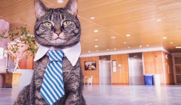 cat grooming routine