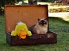 cat travel tips