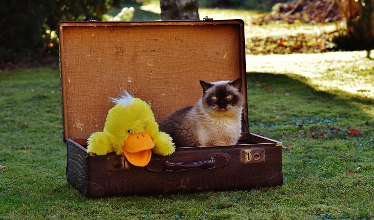 cat travel tips