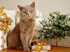 Best Cat Gifts